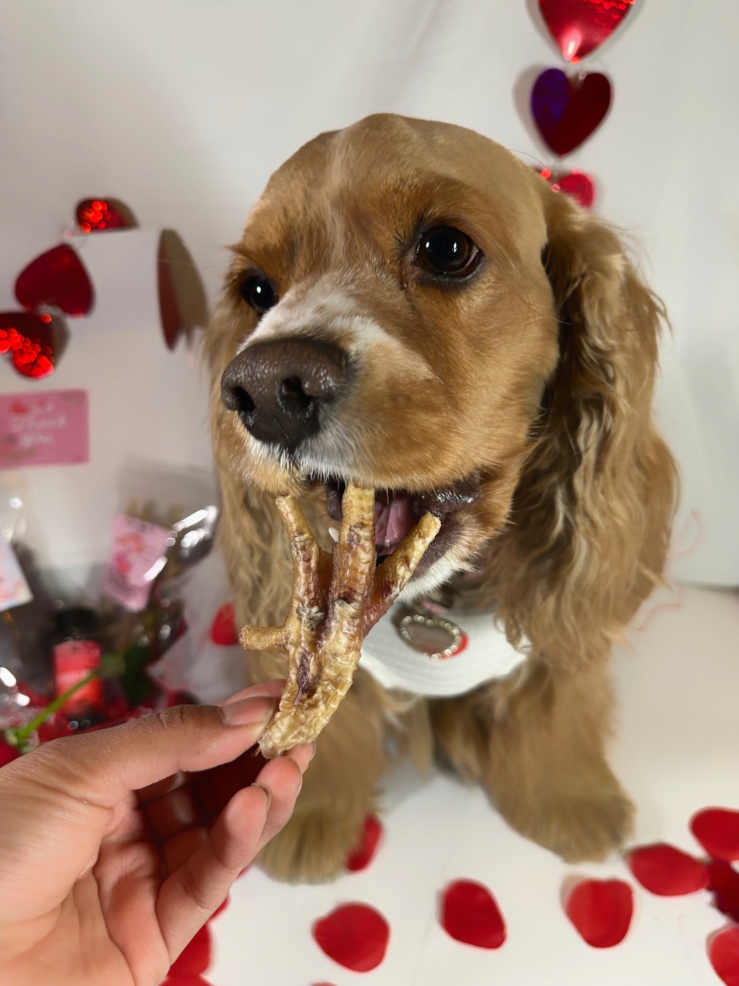 Pawtitas (Chicken Feet)
